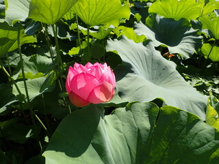 水辺に咲くピンク色の「蓮の花」