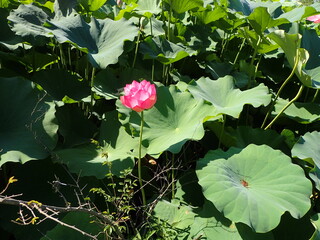 水辺に咲くピンク色の「蓮の花」