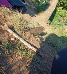 Turdus poliocephalus Standing on Dry Earth