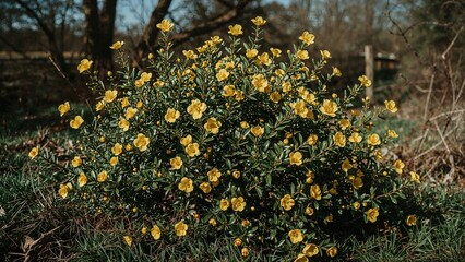 Blooming Ulex europaeus shrub in springtime with yellow flowers and green foliage