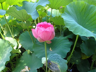 水辺に咲くピンク色の「蓮の花」