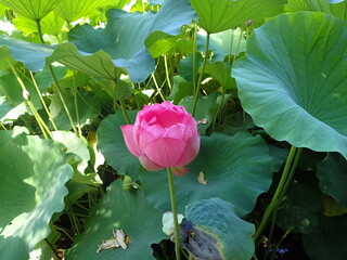 水辺に咲くピンク色の「蓮の花」
