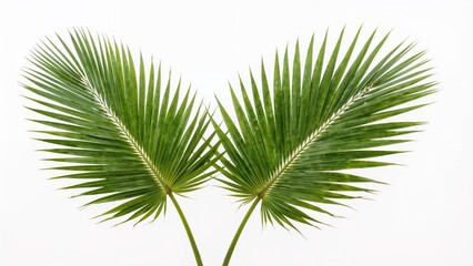 Double large verdant leaves displayed on a white surface