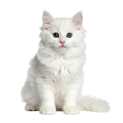 little white cat sitting on the ground isolated on white and transparent background