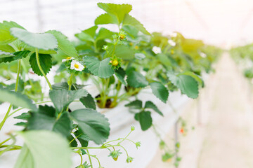 Strawberry plants with blossoms growing in indoor greenhouse environment