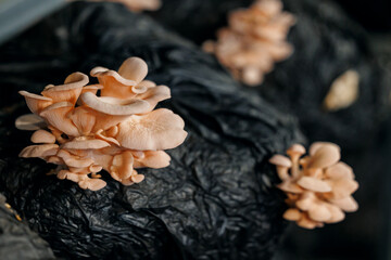 Fresh pink oyster mushrooms growing on black substrate in indoor garden