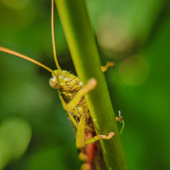green grasshopper on leaf stem on blurred background. Grasshopper on leaf macro view. grasshopper profile. Grasshopper macro view.