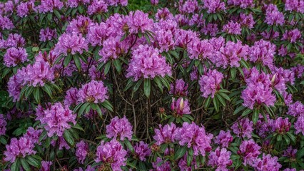 Close view of bright rhododendron flowers on shrubs