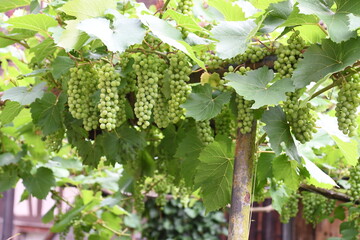 alter Weinstock mit vielen grünen Weintrauben