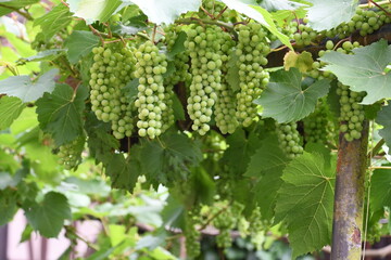 alter Weinstock mit vielen grünen Weintrauben