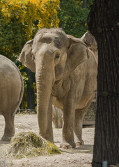 An elephant stands in a sunlit outdoor enclosure, its gaze soft and its body partially obscured by a tree trunk in the foreground. A pile of hay sits on the ground.