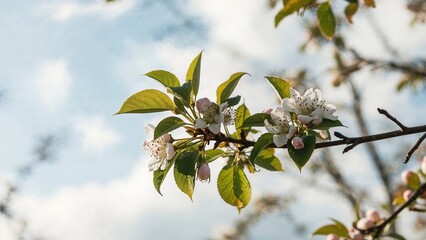 Flowering Stem of Malus sylvestris Apple