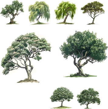 set of tule tree in color style isolated on white and no background