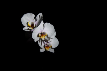 Close-up of elegant white Phalaenopsis orchids with yellow and purple centers on a black background, showcasing fine texture and dramatic lighting.