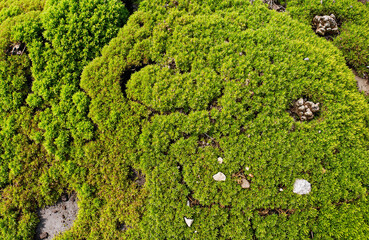 Lush green moss covering rocky surface in natural environment  