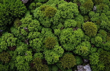 Dense green moss covering rocky surface in natural environment  