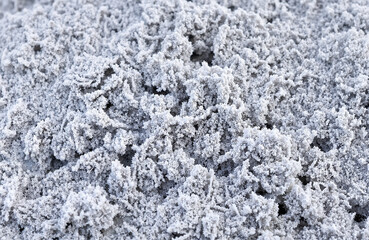 Frosted grass covered in hoarfrost during winter season  
