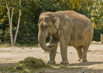 A dignified elephant is captured mid-meal, with its trunk raised as it feeds on hay. This side-view...
