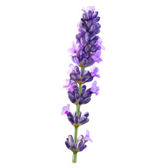 Obraz premium lilac flowers isolated on white background