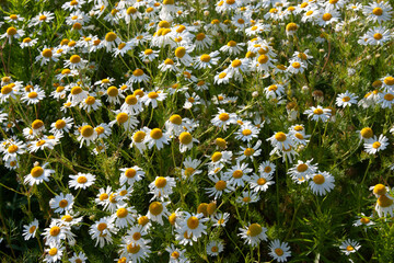 White flowers. Daisy. Field of camomiles at sunny day at nature. Chamomile flowers background in sun light. White summer flower for post, screensaver, wallpaper, postcard, banner, cover, website