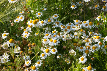 White flowers. Daisy. Field of camomiles at sunny day at nature. Chamomile flowers background in sun light. White summer flower for post, screensaver, wallpaper, postcard, banner, cover, website