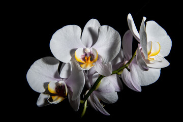 Close-up of elegant white Phalaenopsis orchids with yellow and purple centers on a black background, showcasing fine texture and dramatic lighting.