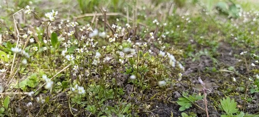 moss on the ground