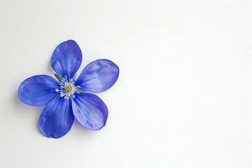 Touch-me-not Flower isolated on white background.close up.