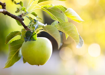 Apple trees with ripe fruits in garden.