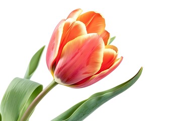 Naklejka premium Tulip Flower isolated on white background.close up.