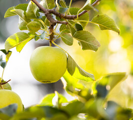 Apple trees with ripe fruits in garden.
