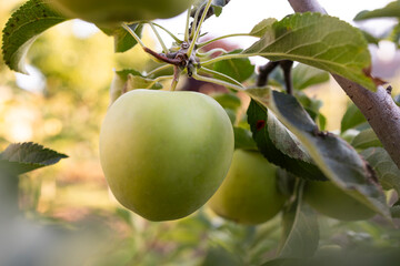 Apple trees with ripe fruits in garden.
