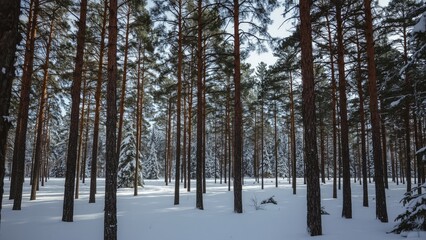 Fototapeta premium A serene winter scene with snowy tree trunks