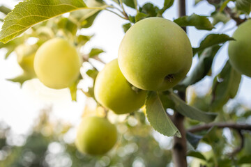 Apple trees with ripe fruits in garden.