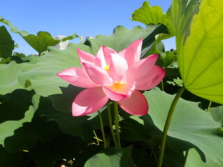 鮮やかなピンク色の「蓮の花」1輪