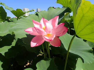 鮮やかなピンク色の「蓮の花」1輪