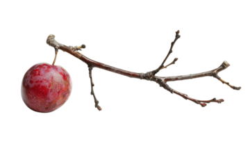 Bright red fruit hanging from a bare branch in natural setting under soft light