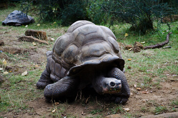 Close-up of a giant tortoise at London Zoo, showcasing its textured shell and wrinkled skin in a naturalistic enclosure.