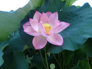 鮮やかなピンク色の「蓮の花」1輪