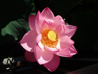 鮮やかなピンク色の「蓮の花」1輪