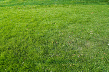 Green lawn with a few fallen leaves. Natural Lawn Background Texture. Outdoor Turf Surface, Lush Vibrant Grassland, Healthy Greenery