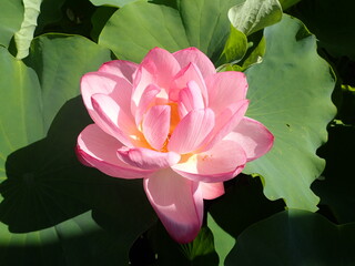 鮮やかなピンク色の「蓮の花」1輪