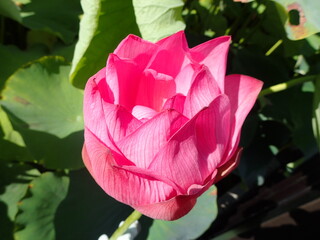 鮮やかなピンク色の「蓮の花」1輪