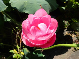 鮮やかなピンク色の「蓮の花」1輪