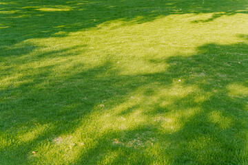 Green lawn texture under trees for a natural background in the garden.