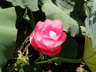 鮮やかなピンク色の「蓮の花」1輪