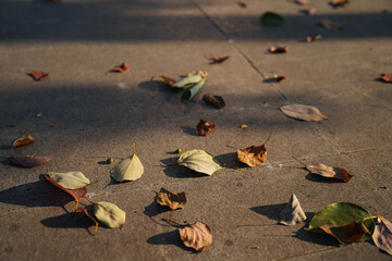 Golden Autumn Leaves on Ground Bathed in Sunlight – Serene Fall Foliage Scene