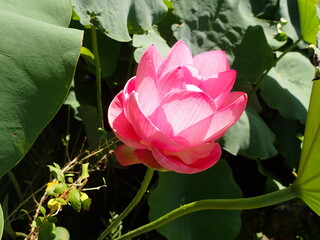 鮮やかなピンク色の「蓮の花」1輪