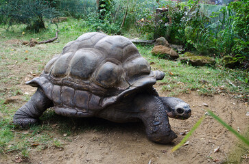Close-up of a giant tortoise at London Zoo, showcasing its textured shell and wrinkled skin in a naturalistic enclosure.