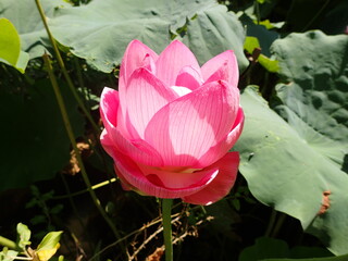 鮮やかなピンク色の「蓮の花」1輪